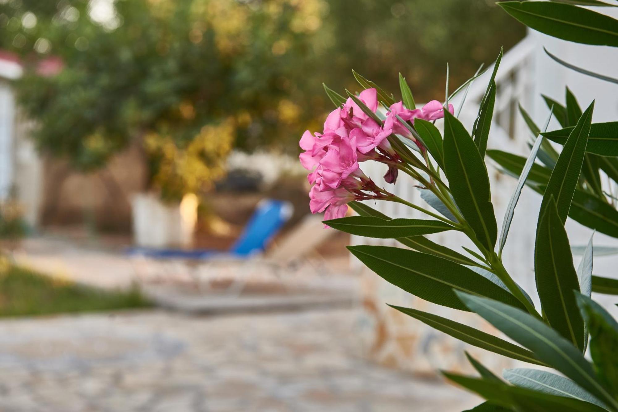 Villa Rania / Zante Drosia Kypseli Bagian luar foto