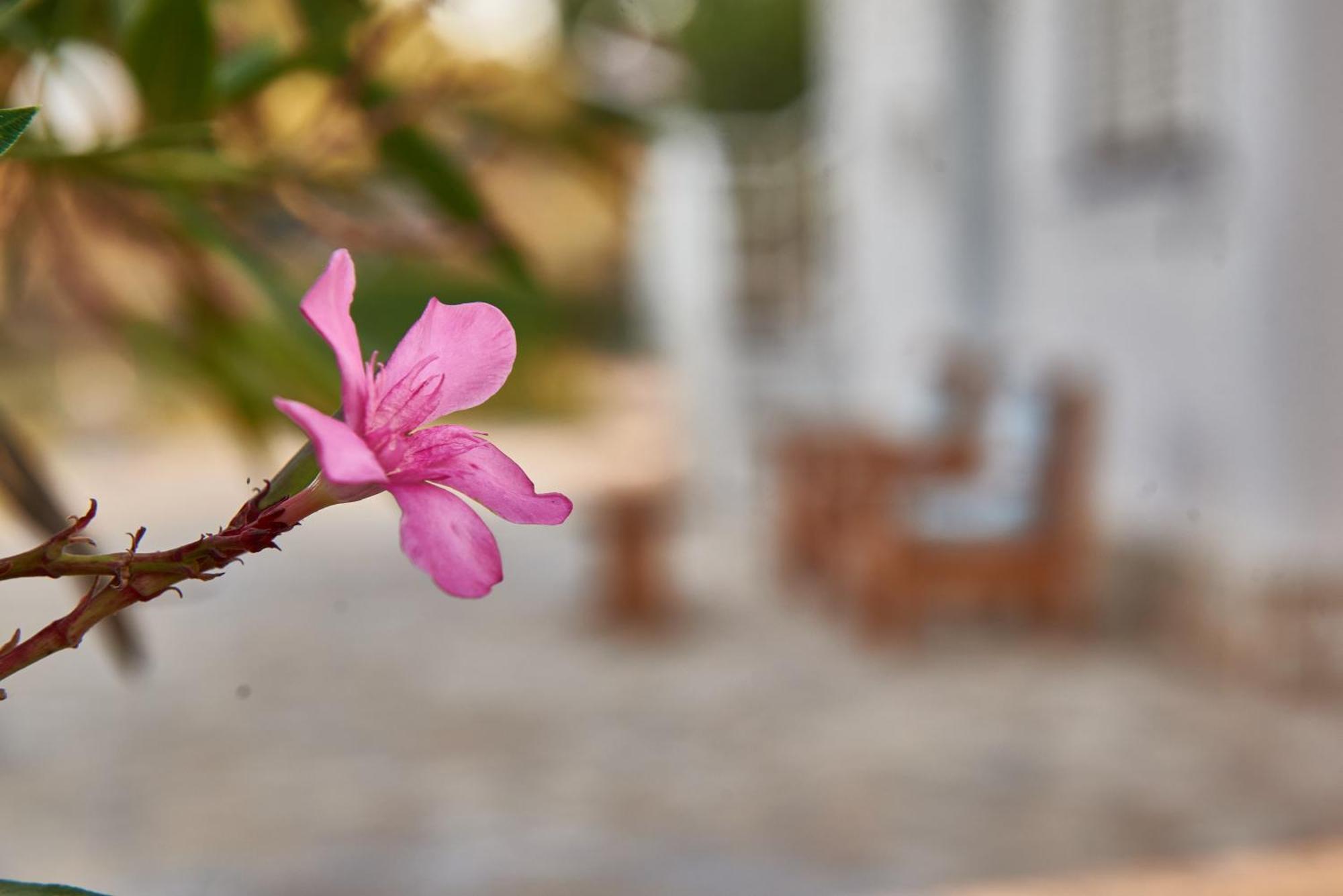 Villa Rania / Zante Drosia Kypseli Bagian luar foto