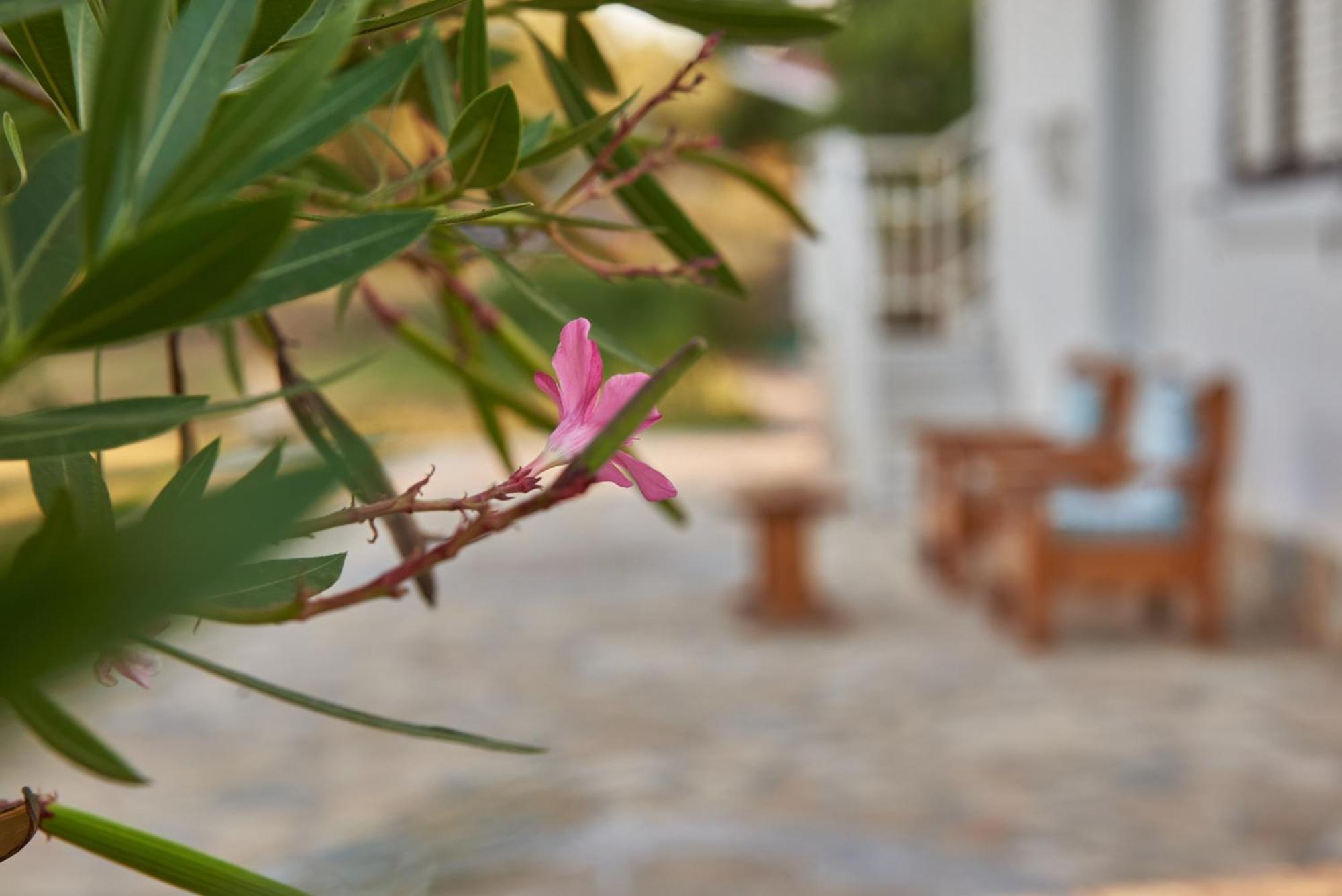 Villa Rania / Zante Drosia Kypseli Bagian luar foto